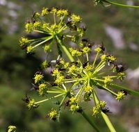 Lots of insects on a plant