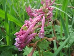 pink blooming corydalis solida