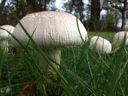 closeup picture of white mushrooms in the grass in the forest