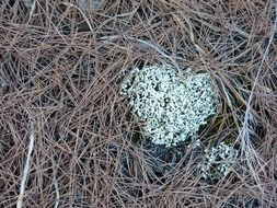 lichen on forest floor