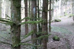 Green moss on tree branches in the forest