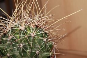 cactus plant thorns