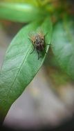 black fly on leaf