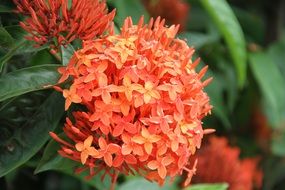 natural beauty red flowers closeup