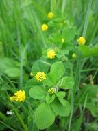 Yellow medicago lupulina flowers