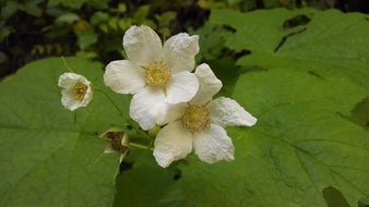 incomparable flower white green