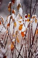 yellow leaves in snow