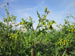 senecio vulgaris common