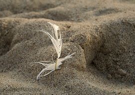 white feather in the sand