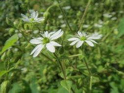 water chickweed
