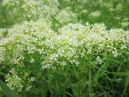 flowering whitetop plant