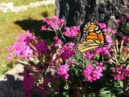 monarch butterfly on a bush with red flowers