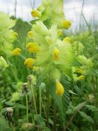 greater yellow rattle flower