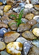 wild plant in beautiful stones