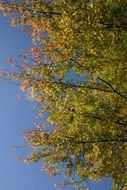 Foliage of trees against the blue sky