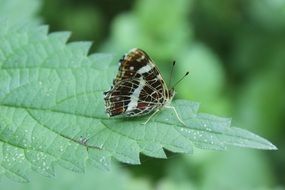 striped butterfly on a green leaf