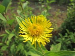 natural yellow flower close-up