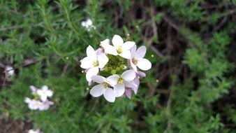 Cardamine pratensis, pink cuckoo bitter-cress, blooming plant