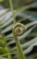 green fern on the farm
