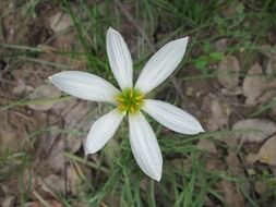 white park flower close-up on blurred background