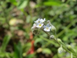 field forget-me-not myosotis arvensis