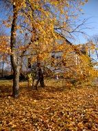 landscape of golden trees in a park in Poland