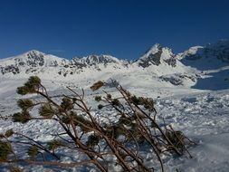 branches in the snow in the Tatras