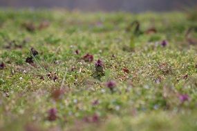 incomparable meadow nature
