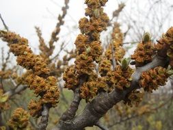 Hippophae rhamnoides plant