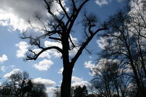 leafless park trees in spring