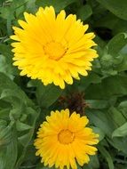 blooming calendula in the garden