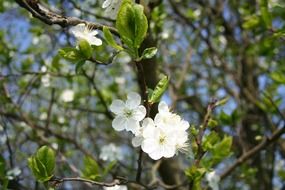 Trees in bloom in spring