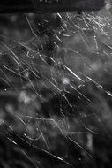web abstract nature insects black and white view