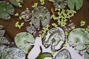 green plants in pond closeup