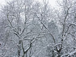 snowy winter on trees in the forest