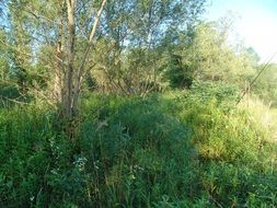 Lush and colorful vegetation by the river Drava