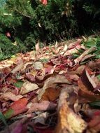 early autumn foliage