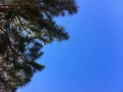 conifer tree against the sky