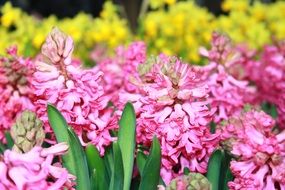 Beautiful bright pink and white and yellow hyacinth flowers