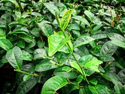 Beautiful green shrub with leaves of different shades