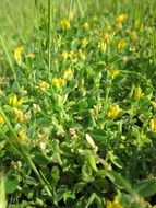 black medick plant