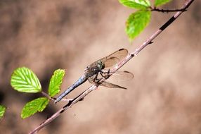 dragonfly on the branch