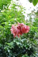 musunda rose flower
