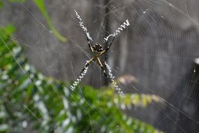 spider on spiral orb cobweb