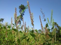 Bottom view on the flowering of wood sage