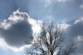 tree against a cloudy sky