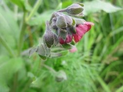 houndstongue cynoglossum officinale plangts