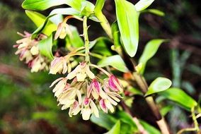 Wild flowers in Ecuador