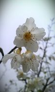 Peach blossom close-up