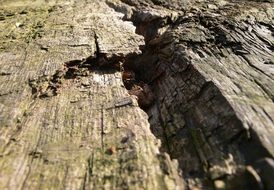 A weathered tree close up